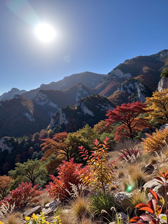 別再擠香山啦！私藏0元秘境，北京紅葉天花板！