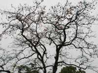 令人驚艷的賞秋之地——中國甜柿第一村