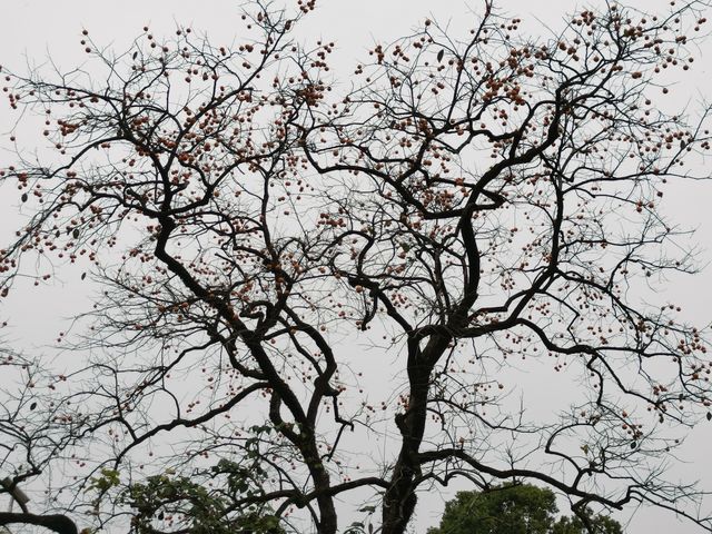 令人驚艷的賞秋之地——中國甜柿第一村 令人驚艷的賞秋之地——中國甜柿第一村