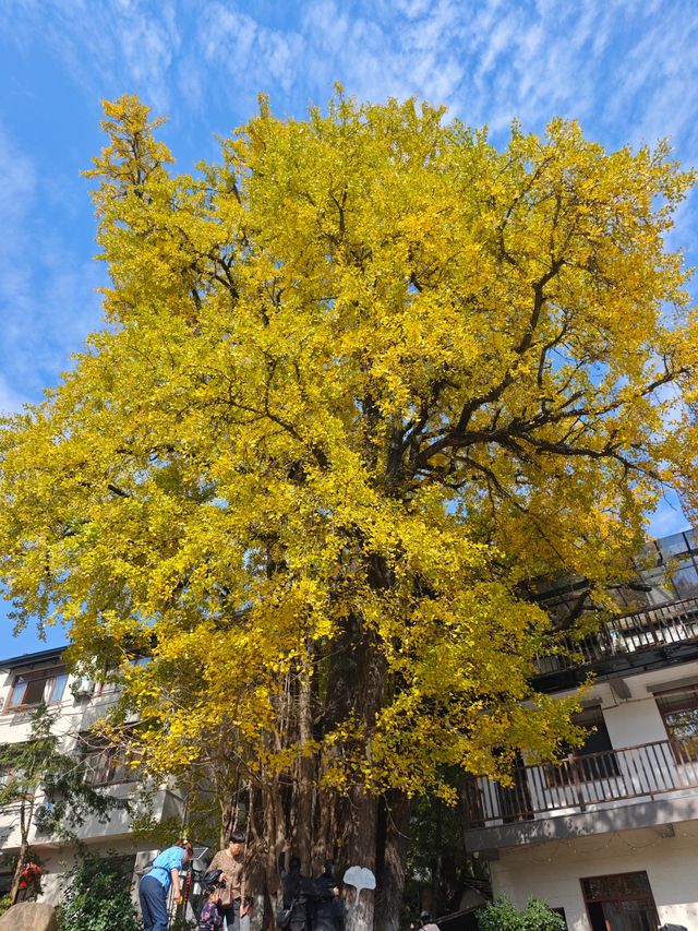 市區1h+達 深秋杭州這個古村落美到失語