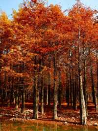 休寧朱村落羽杉｜闖入現實版油畫秋色世界