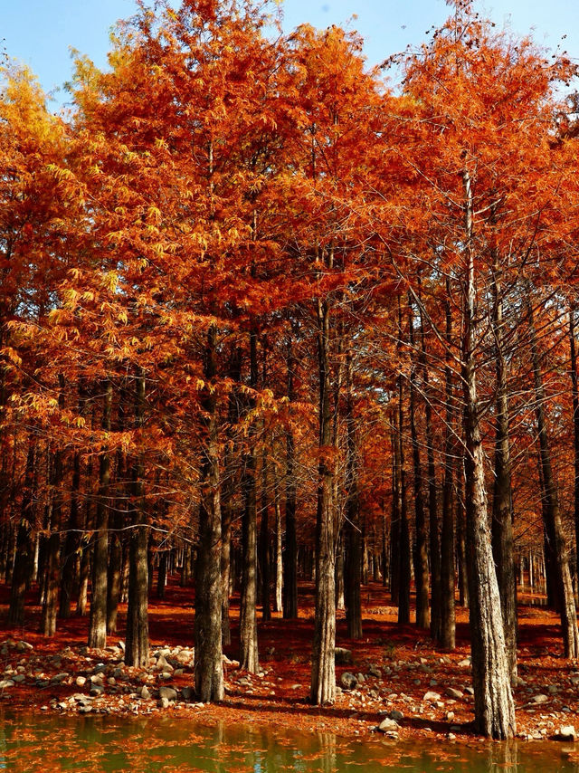休寧朱村落羽杉｜闖入現實版油畫秋色世界