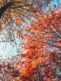 休寧朱村落羽杉｜闖入現實版油畫秋色世界