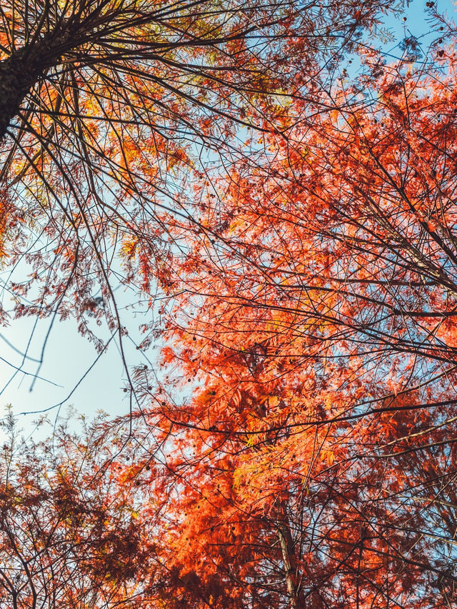 休寧朱村落羽杉｜闖入現實版油畫秋色世界