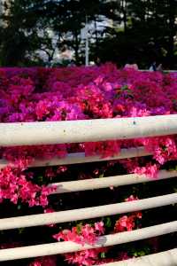 廣州冬日限定|全城最美的粉紅色三角梅花海打卡點