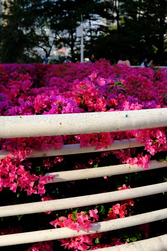 廣州冬日限定|全城最美的粉紅色三角梅花海打卡點 廣州冬日限定|全城最美的粉紅色三角梅花海打卡點