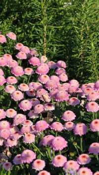 深圳冬日限定浪漫仙湖植物園花展也太出片了吧！