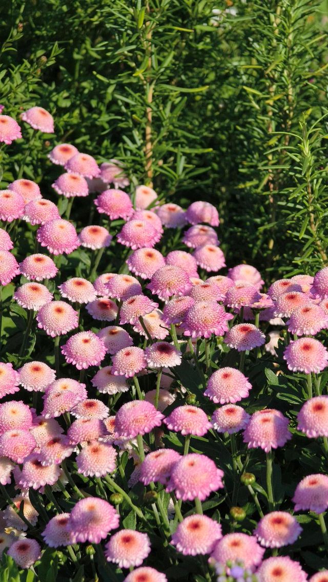 深圳冬日限定浪漫仙湖植物園花展也太出片了吧！