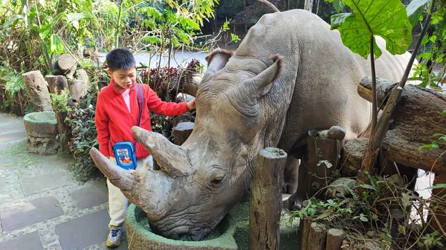 春節版納普洱行 春節版納普洱行