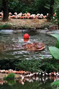 30歲小登一人5h 免門票遊上海野生動物園