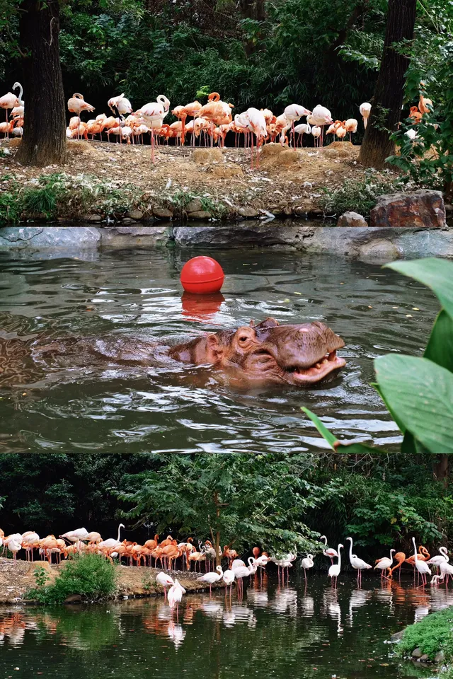30歲小登一人5h 免門票遊上海野生動物園 30歲小登一人5h 免門票遊上海野生動物園