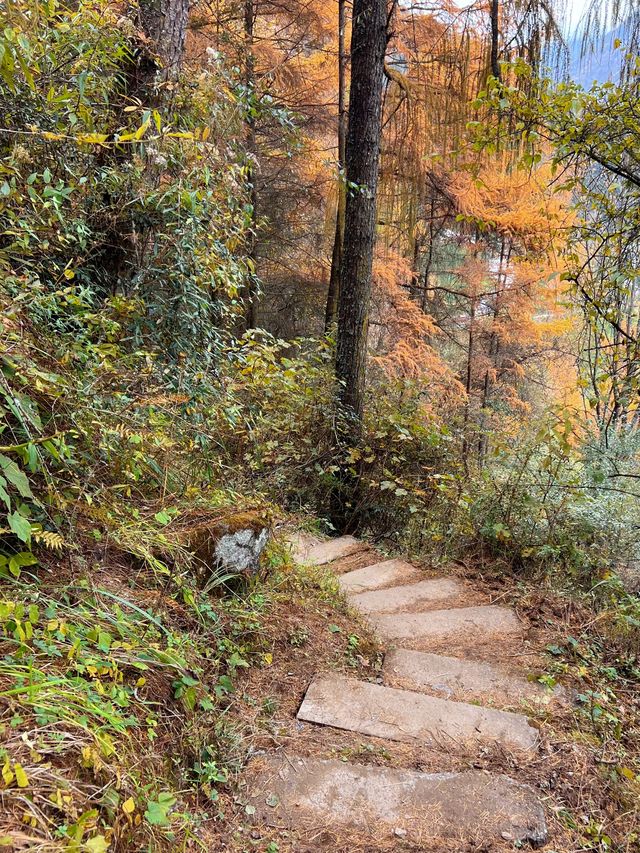 成都2小時直達！免費秘境松林灣，遛娃不費力