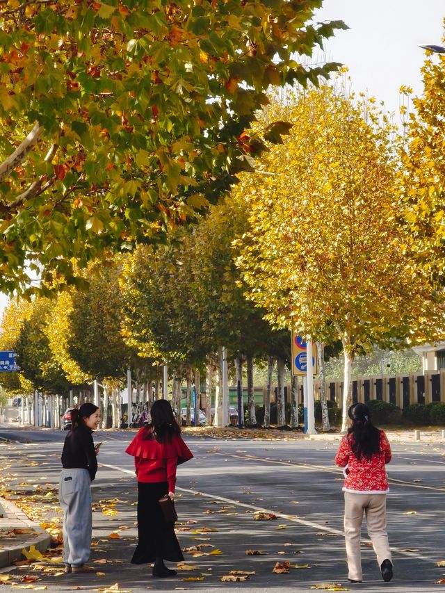 橫江濕地藏著秋日私語