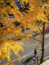 魔都銀杏季必打卡局門路露台機位全攻略|附路線圖