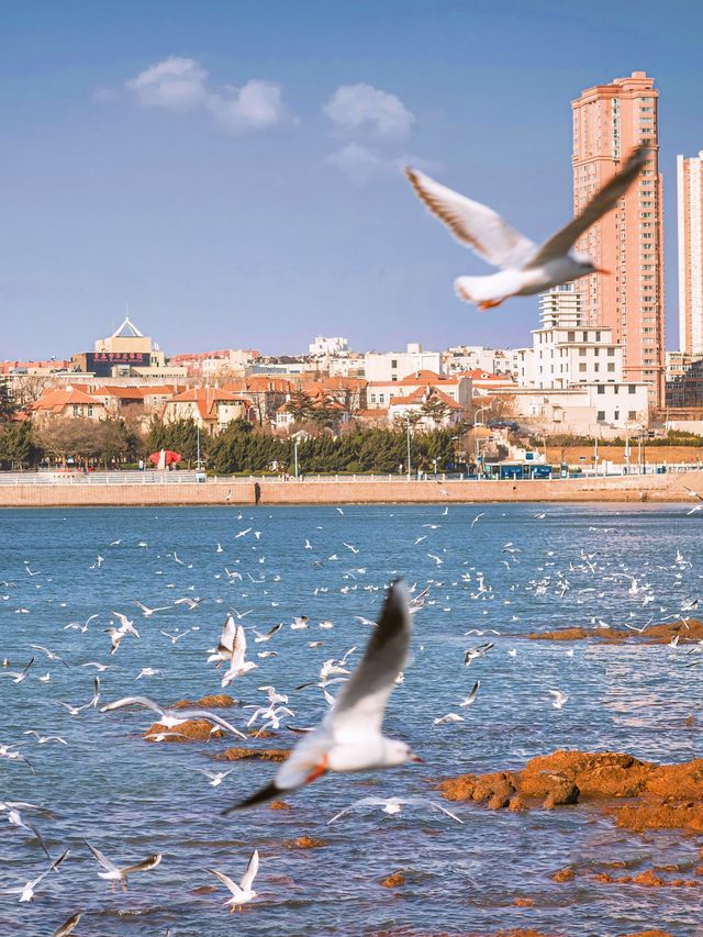 冬季的青島才是旅行天花板!! 冬季的青島才是旅行天花板!!