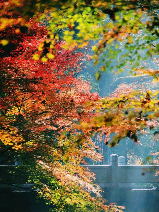 江浙賞秋地圖｜最美私藏地