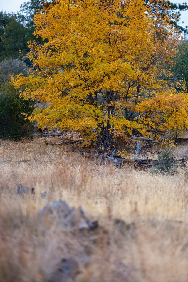 “南加無秋？”我不這麼認為喔