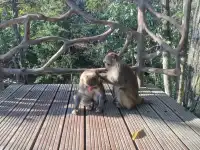 錯峰出行的張家界好香