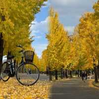 大阪隱藏銀杏秘境！99%遊客錯過