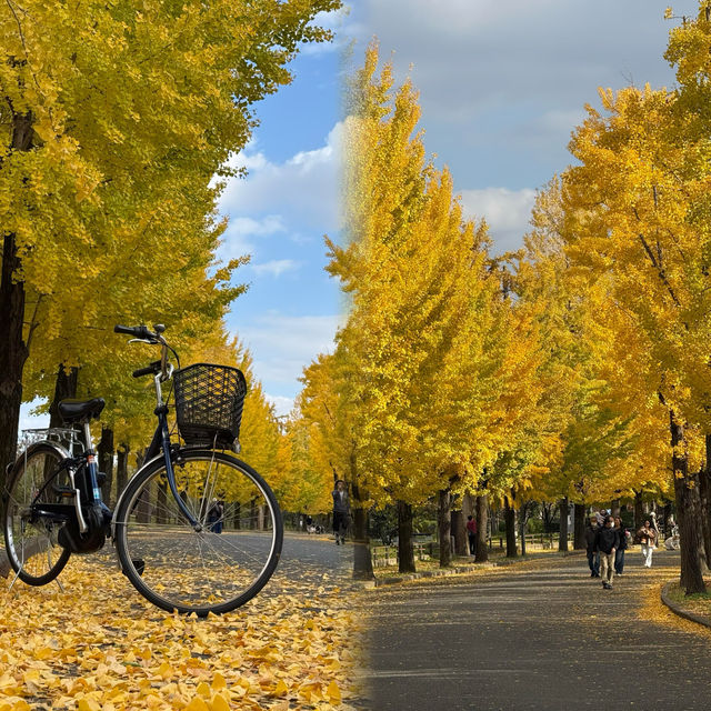 大阪隱藏銀杏秘境！99%遊客錯過