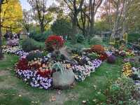 共青森林公園菊花展美翻啦