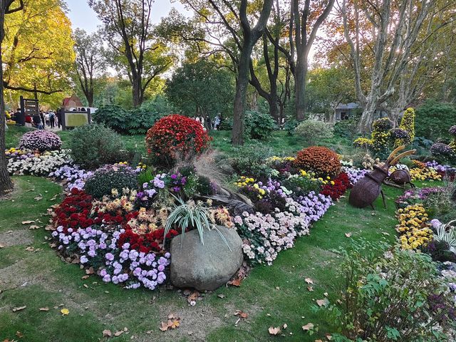 共青森林公園菊花展美翻啦 共青森林公園菊花展美翻啦