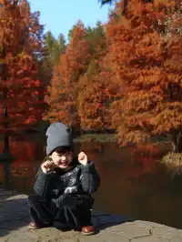 12.1明孝陵實況,落羽杉美到失語了