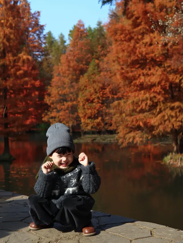 12.1明孝陵實況,落羽杉美到失語了 12.1明孝陵實況,落羽杉美到失語了