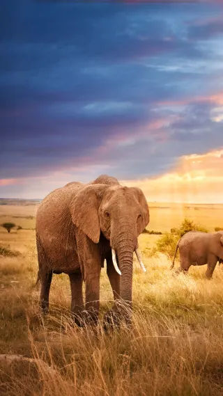 冬天肯尼亞等多國連遊攻略速碼住