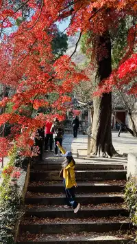 12.1號實況，青島崂山太清宮殺瘋了！