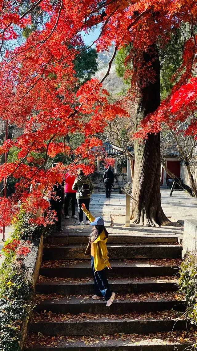 12.1號實況，青島崂山太清宮殺瘋了！