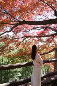 莫干山的楓葉紅啦錯過等一年