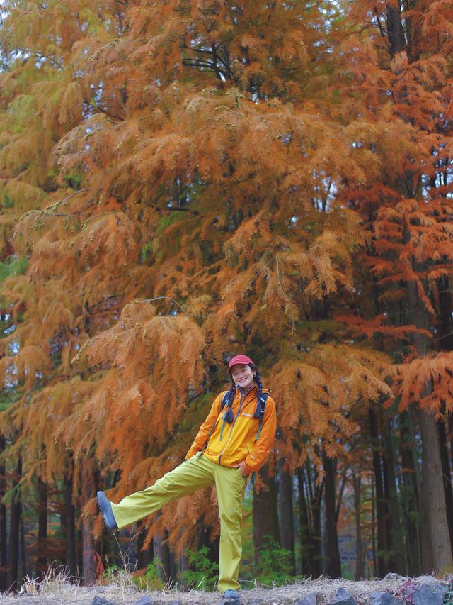 寧波徒步爬山|水杉-蘆葦蕩秋天王炸組合路線