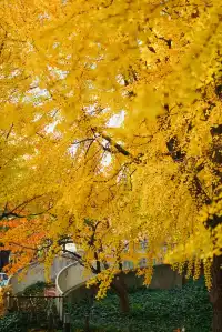 高架橋取景框裡的金色銀杏