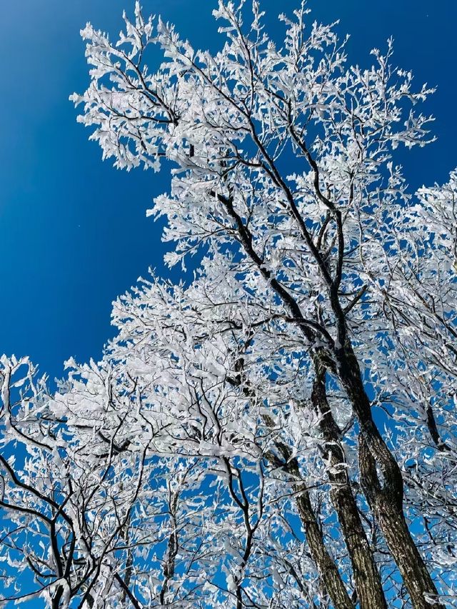 冰雪奇緣龍王山徒步踏, 雪賞霧淞 冰雪奇緣龍王山徒步踏, 雪賞霧淞