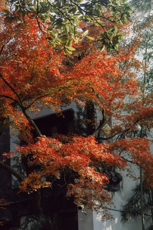 Yangzhou Autumn Viewing Map: The Perfect Time for Orange, Yellow, and Green