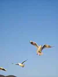 無錫｜鼋頭渚的海鷗從不失約