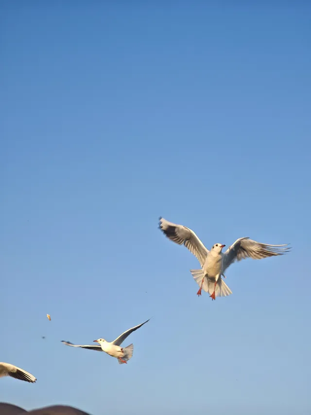 無錫｜鼋頭渚的海鷗從不失約