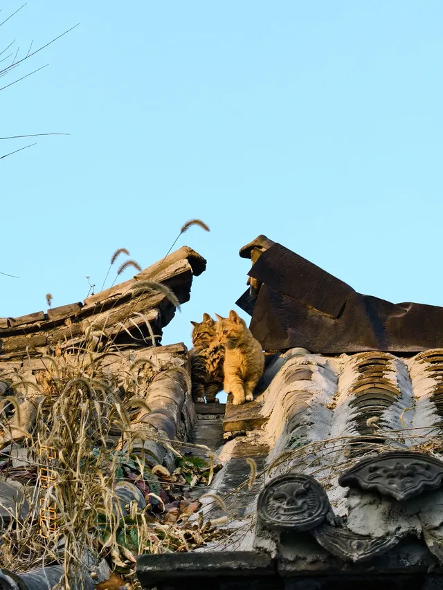 我眼中的青州 我眼中的青州