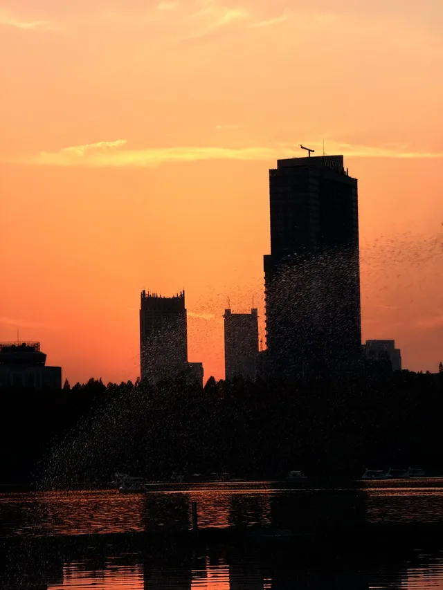 南京玄武湖 |接受落葉和降溫的風 南京玄武湖 |接受落葉和降溫的風