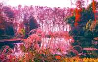 杉舞金虹·武漢植物園初冬畫冊