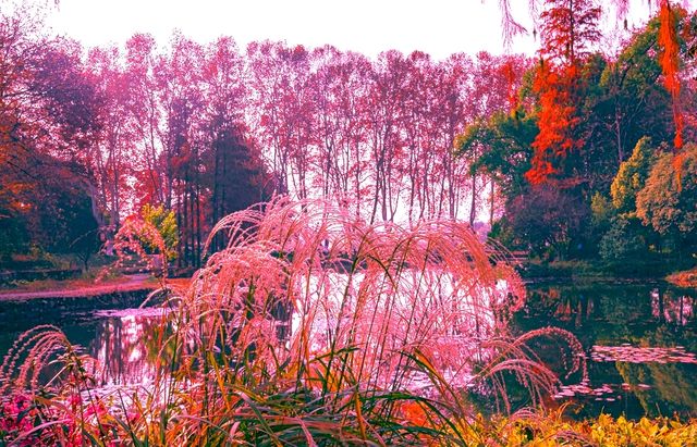 杉舞金虹·武漢植物園初冬畫冊 杉舞金虹·武漢植物園初冬畫冊