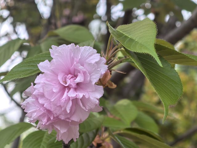 南京音樂台白鴿治癒時刻｜紫金山必打卡地標