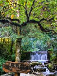 剛從哀牢山回來!看這篇就夠了