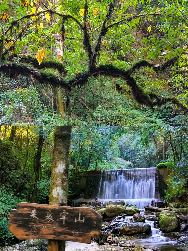 剛從哀牢山回來!看這篇就夠了 剛從哀牢山回來!看這篇就夠了
