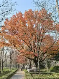 愛上金陵的秋(五)