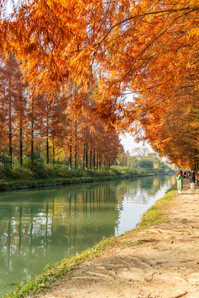 成都昇仙湖公園|晨霧下的水杉林是那麼的夢幻 成都昇仙湖公園|晨霧下的水杉林是那麼的夢幻