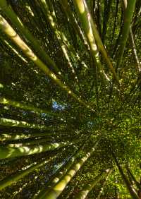 大連兩片超美竹林,第二個很少有人知道