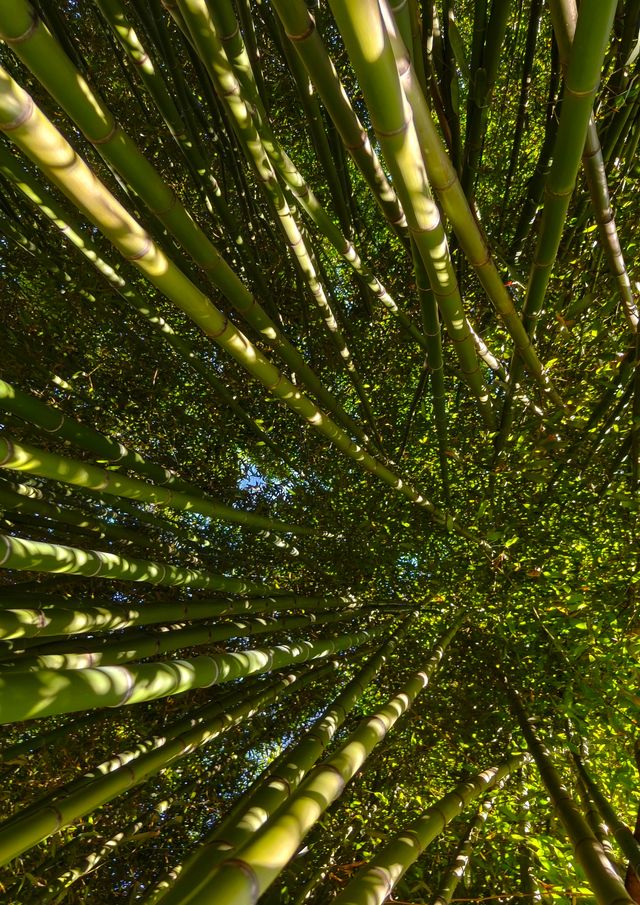 大連兩片超美竹林,第二個很少有人知道 大連兩片超美竹林,第二個很少有人知道