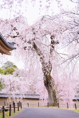 Кто поймёт истинную ценность этого цветущего вишневого дерева! Путеводитель по цветущим вишневым деревьям храма Дайгодзи в Киото.